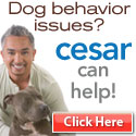 ceasershop10960035.jpg